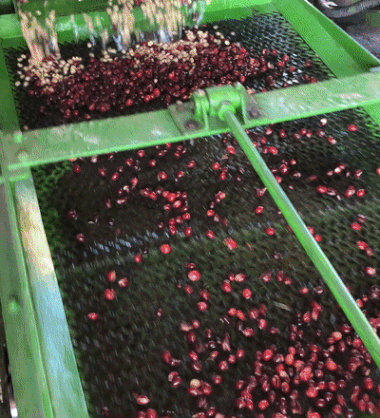 Gesha Coffee cherries being sorted by size and weight fresh off harvest