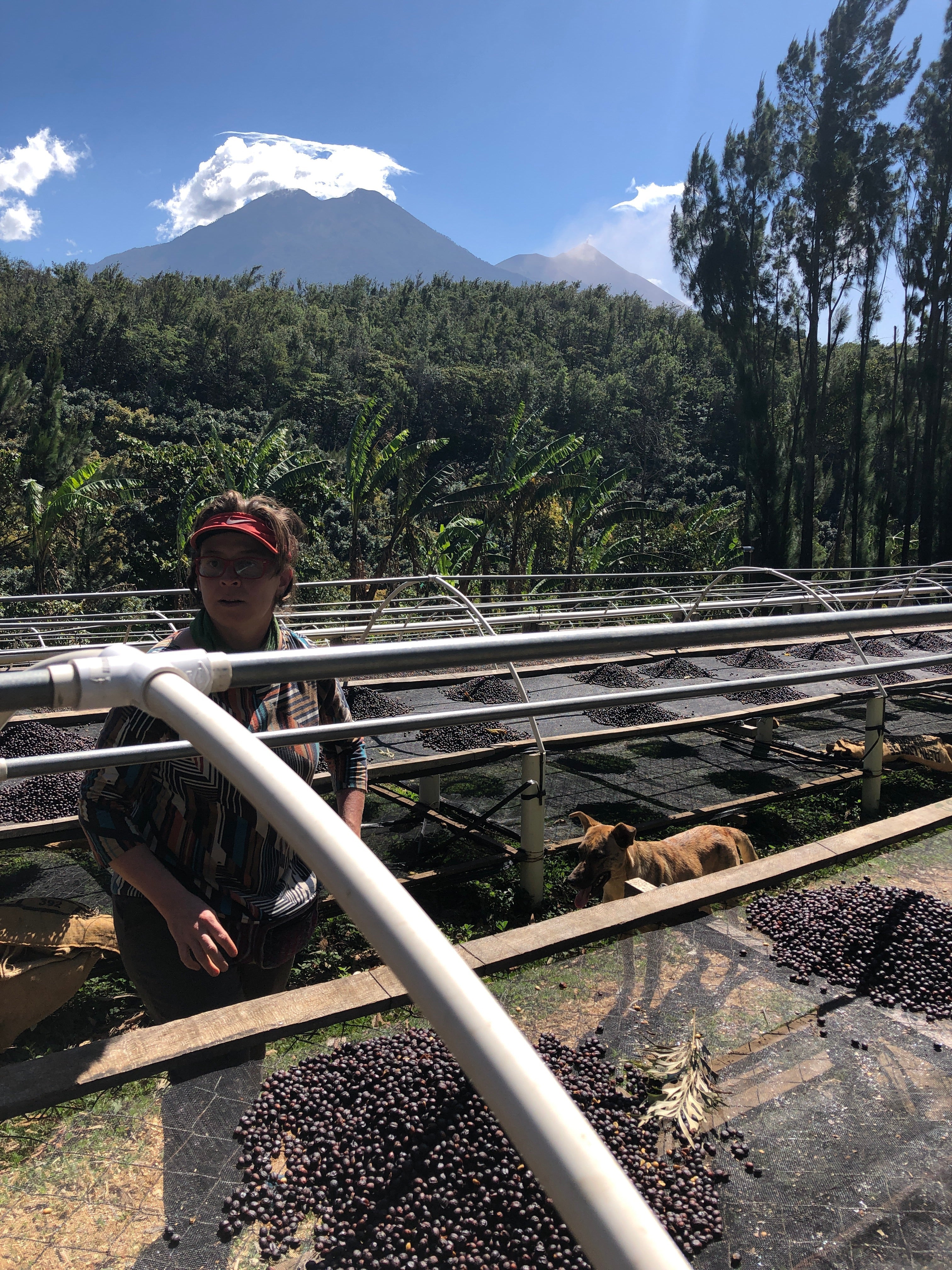 Guatemala Santa Felisa Dwarf Gesha – Bean & Bean Coffee Roasters