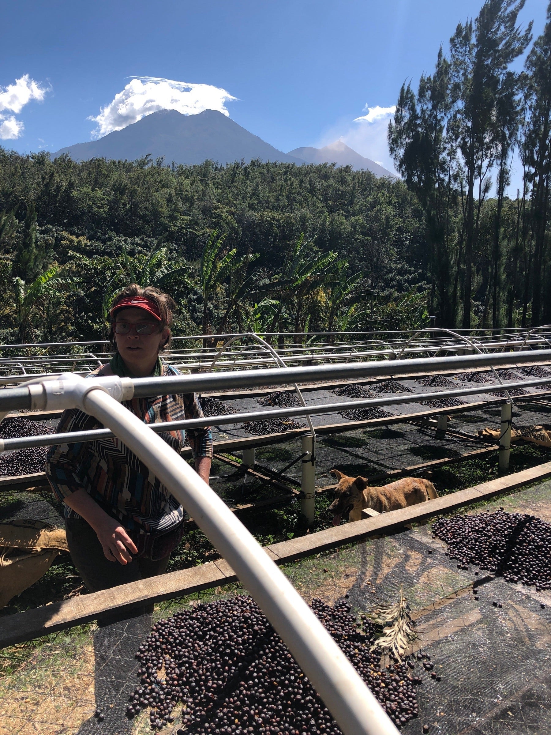 Anabella standing near raised drying beds with coffee cherries, under sunny skies with a volcano and lush forest in the background.
