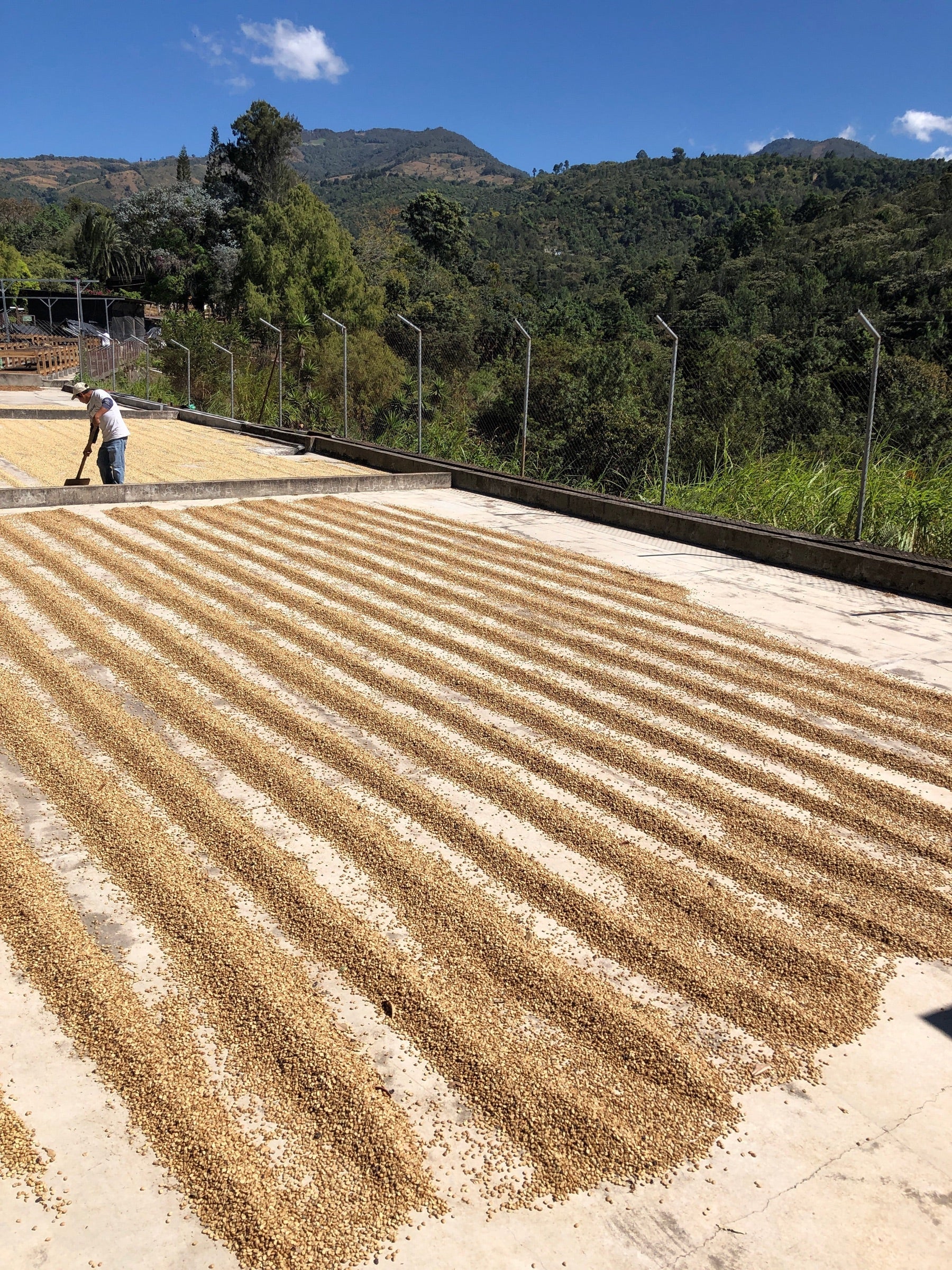 Coffee beans laid out in neat rows to dry on a large concrete patio under the sun, with a person working in the background and lush green mountains surrounding the area.